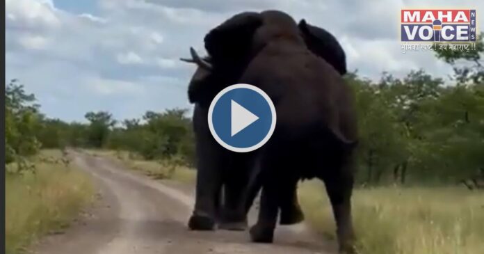 giant elephant fight