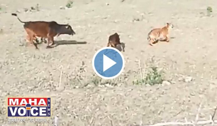 Tiger cow attack video