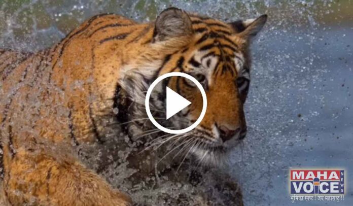 Jungle Safari tiger viral video