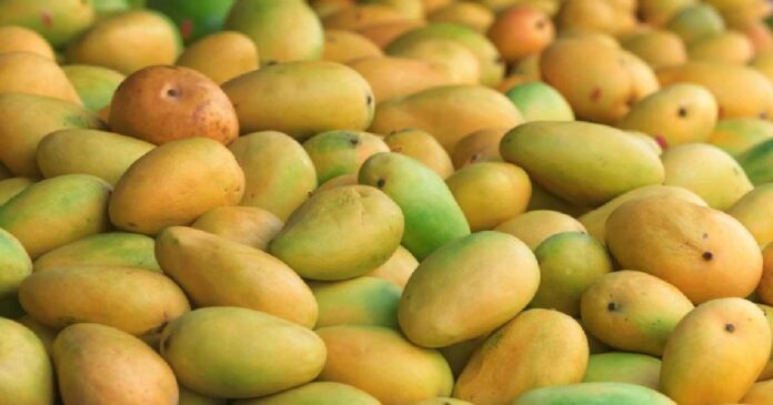 mangoes grown with chemicals