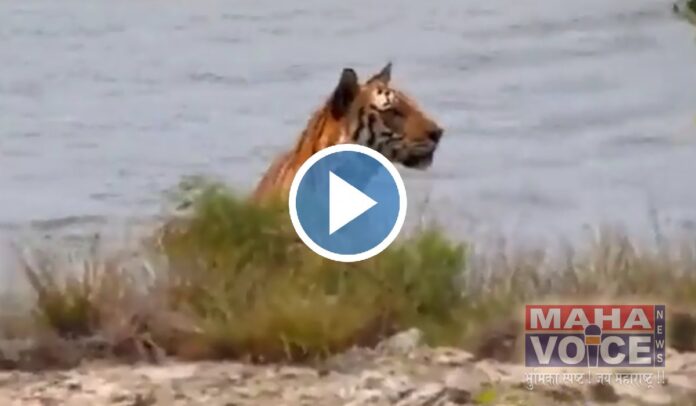 Viral Video of Tiger Sneak Attack on Deer