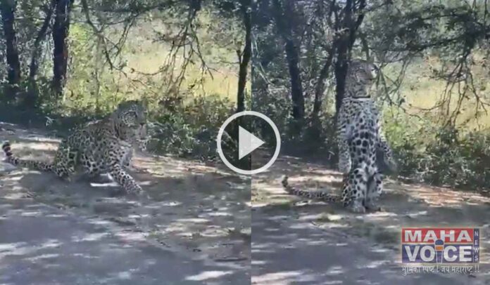 cheetah-viral-video