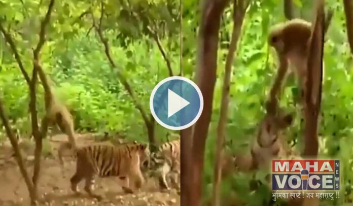 monkey and tiger viral video