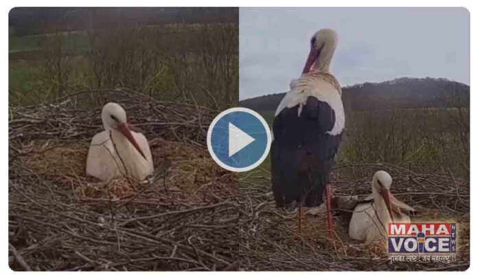 stork viral video
