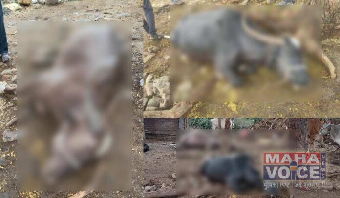 Two buffaloes died