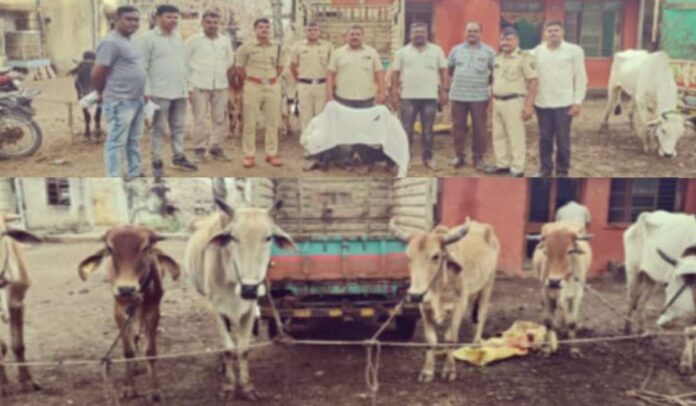 cows kept for slaughter were released