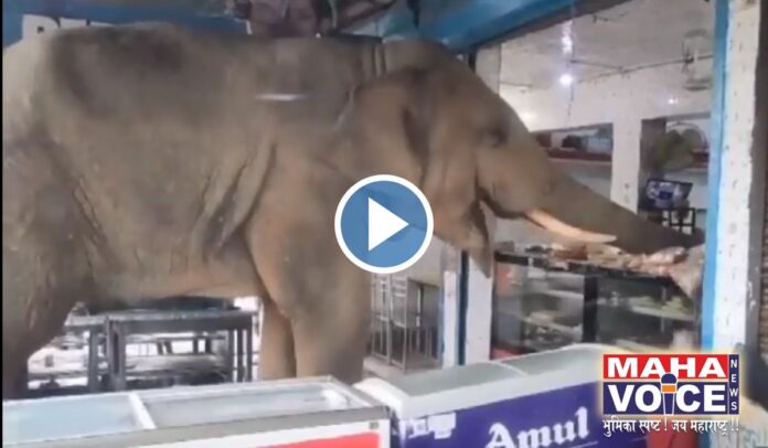 elephant in shop