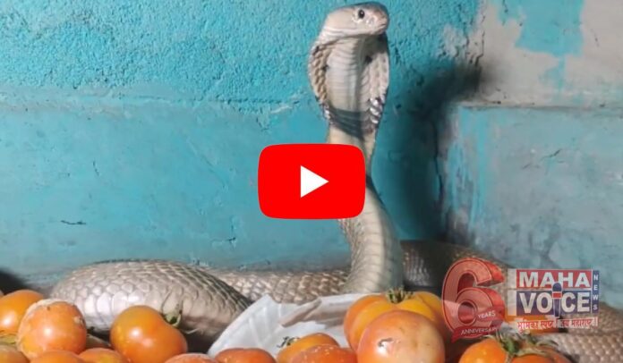 snake protect tomato