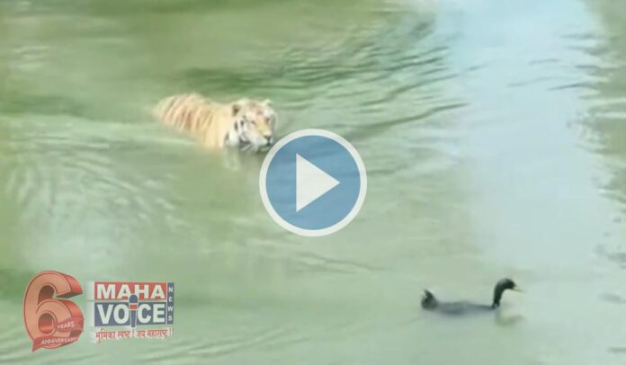 tiger-and-duck-video