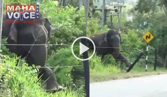 Anand Mahindra share elephant video