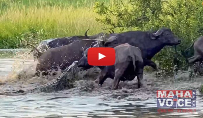 buffalo drags huge crocodile