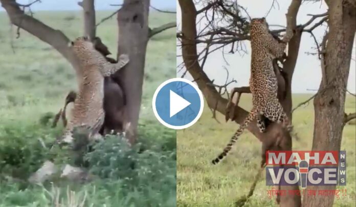 leopard viral video