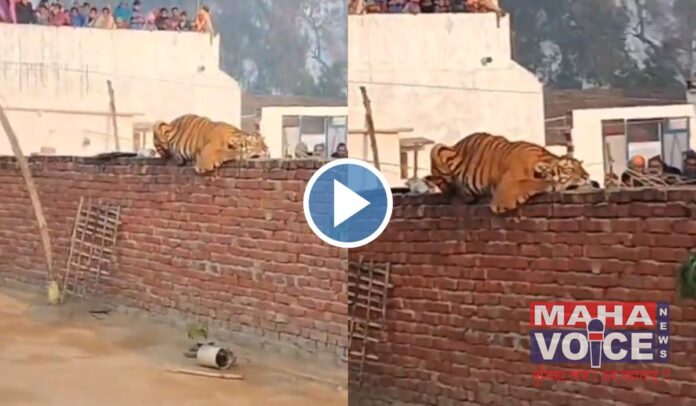 Tiger viral video