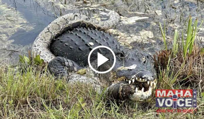 python and Alligator fight
