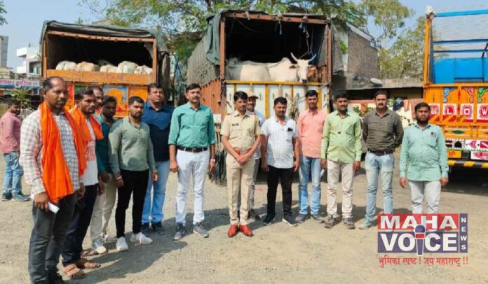 Police-caught-two-truck-loads-of-animals-malegaon