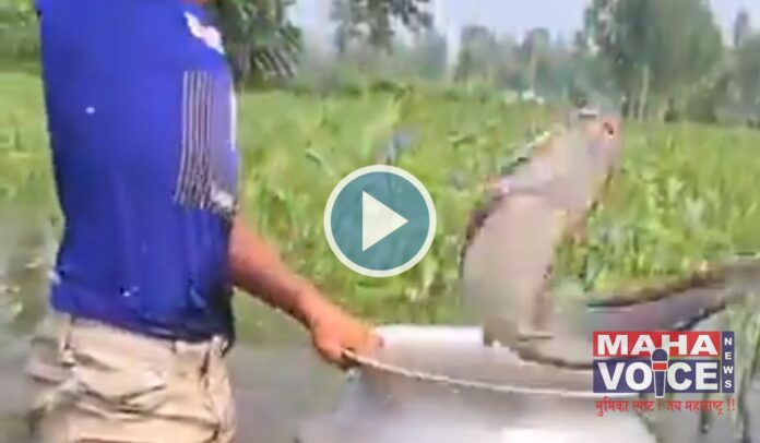 Viral fish-catching video