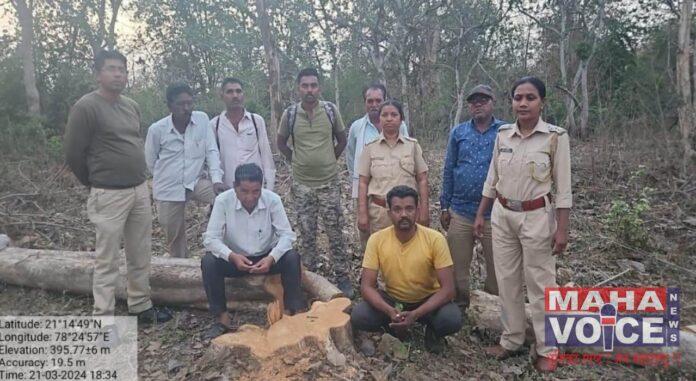 Wood-theft-by-illegal-cutting-of-teak-trees