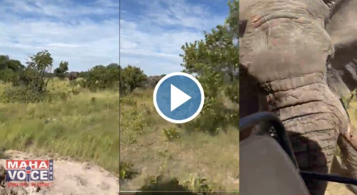 elephant attack viral video