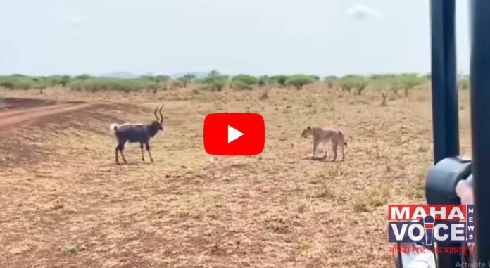 lioness and deer chase video